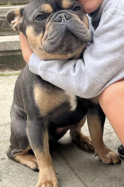 A picture of Frankie the french bulldog, being embraced by a child. Frankie is light grey, with lighter brown patches. 