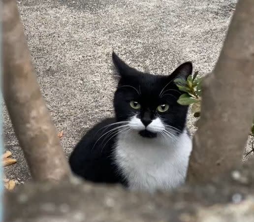 ▲Nyatan原本只敢遠遠地看著女子。（圖／TiKTok：_nyan_nyan_）