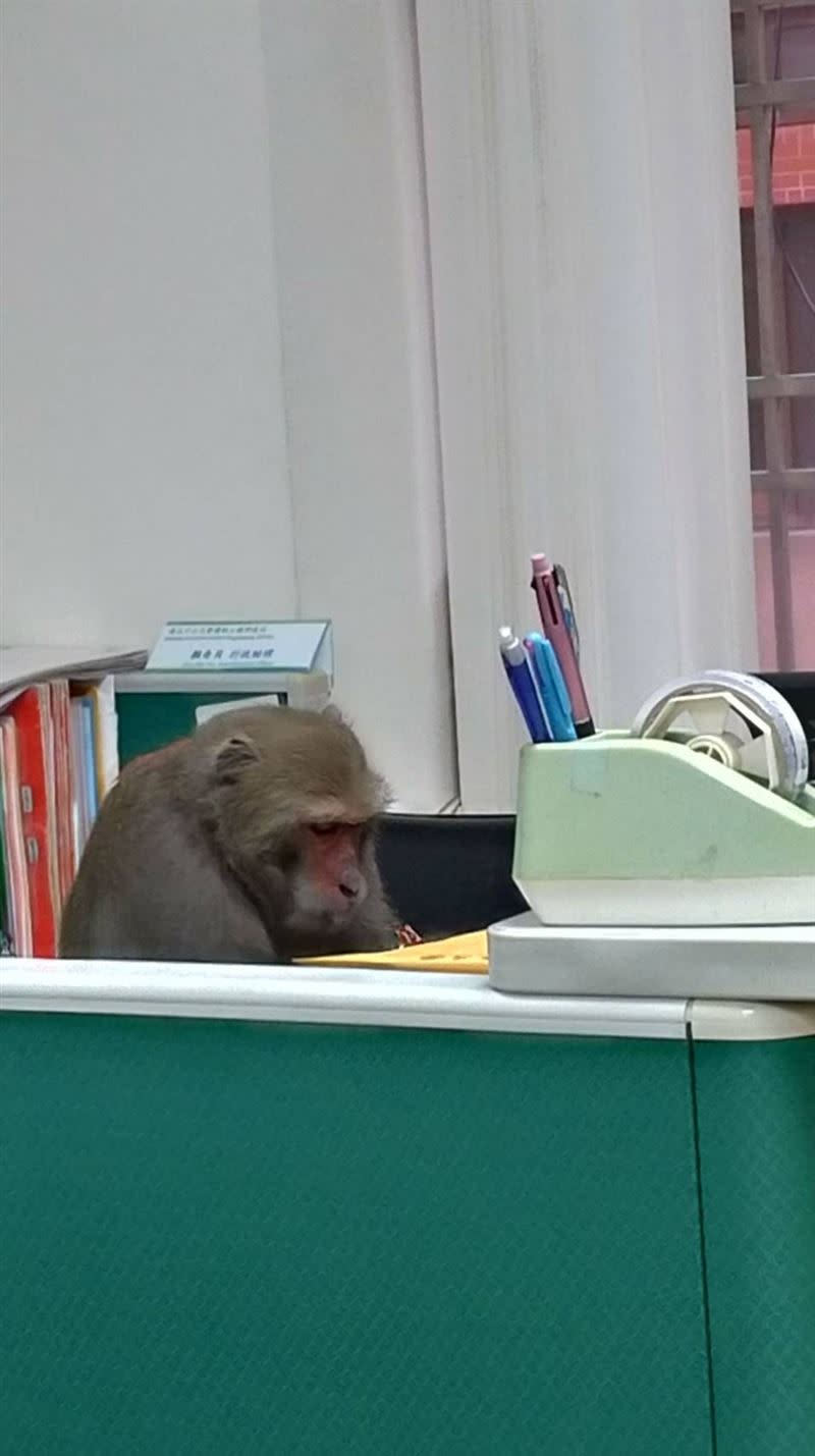 之前還有獼猴闖入辦公室。（圖／翻攝自臉書）