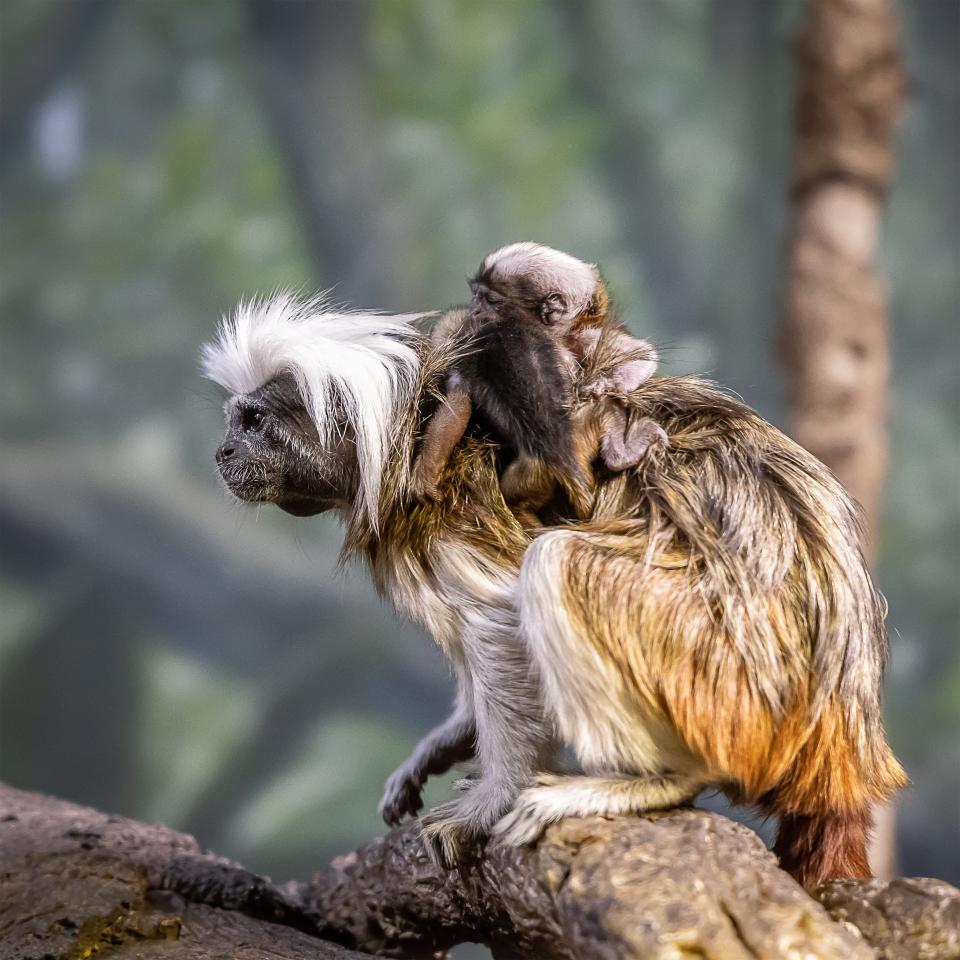 Two new baby cotton-top tamarins were born to the Nashville Zoo