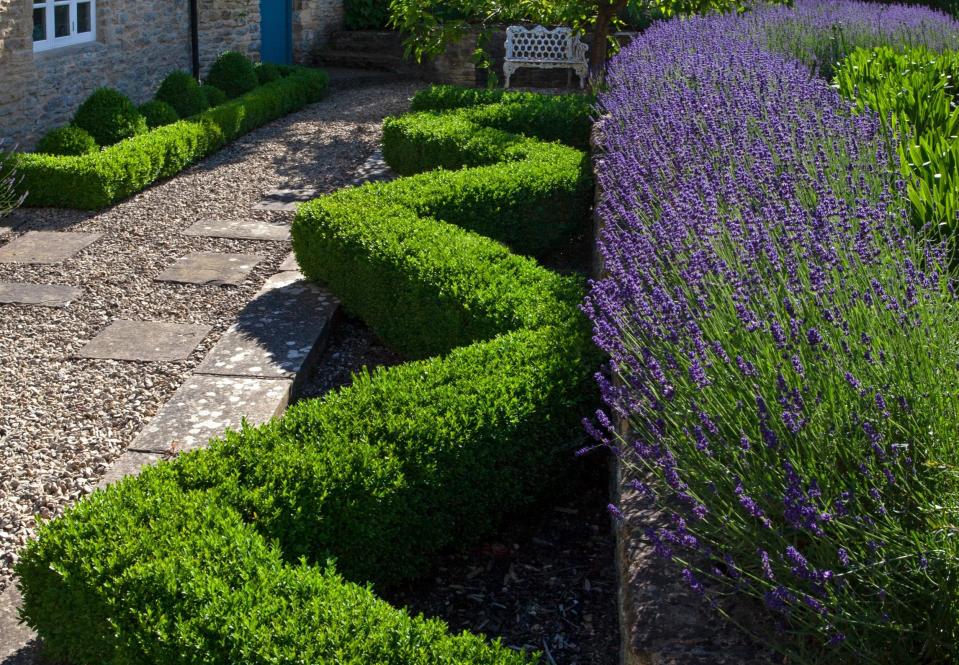 Box bush in garden