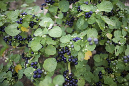 A view of nightshade, one of the African vegetables grown on the farm of Morris Gbolo, 57, originally from Liberia, in Vineland, New Jersey, October 9, 2015. REUTERS/Mark Makela