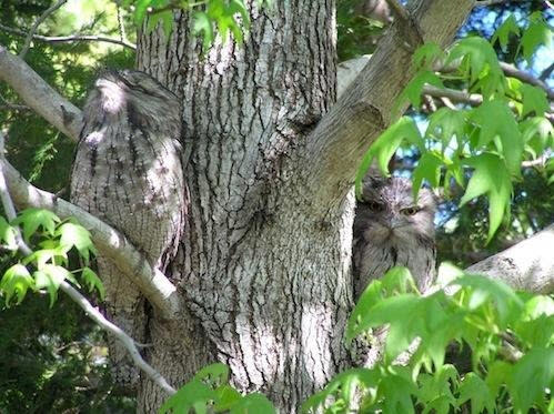 Podargus strigoides (Ave conocida como Tawny boca de rana): Famosos por sus picos abiertos y sus grandes ojos amarillos, los boca de rana son muy parecidos a los dibujos animados, -cuando no están imitando a los árboles. Si presienten algún peligro, solo cierran sus ojos, inclinan sus cabezas hacia atrás y se funden con la corteza de los árboles, como este de la foto. Aunque son familia de los búhos, son pájaros muy diferentes. Son pobres voladores, por ejemplo, y no usan sus talones para capturar a las presas. De hecho, ni siquiera vuelan para cazar. En cambio, se sientan extrañamente quietos en los árboles dejando que su presa llegue hasta ellos. Tienen hábitos nocturnos como los búhos, pero se alimentan principalmente de insectos, atrapándolos en sus bocas de rana. Emiten un gruñido nasal que puede escucharse en las noches tranquilas de sus natales Australia y Tasmania. (Texto:Russell McLendon, Mother Nature Network/Foto: C. Coverdale/Wikimedia Commons)