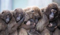 <p>Mehrere Dschelada-Weibchen, auch Blutbrustpaviane genannt, sitzen in der Wilhelma, einem zoologisch-botanischen Garten in Stuttgart, mit ihren Jungtieren zusammen, um sich zu wärmen. (Bild: Sebastian Gollnow/dpa) </p>