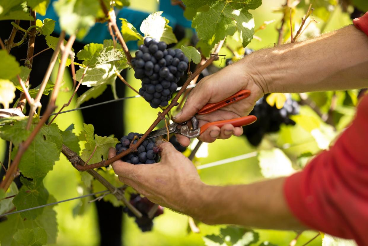 <span>England can produce lovely light pinot noir – such as at Exton Park Vineyard, Hampshire.</span><span>Photograph: Dan Kitwood/Getty Images</span>