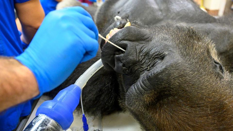 Shango's COVID-19 test included a nasal swab. Pic: Ron Magill Conservation Endowment