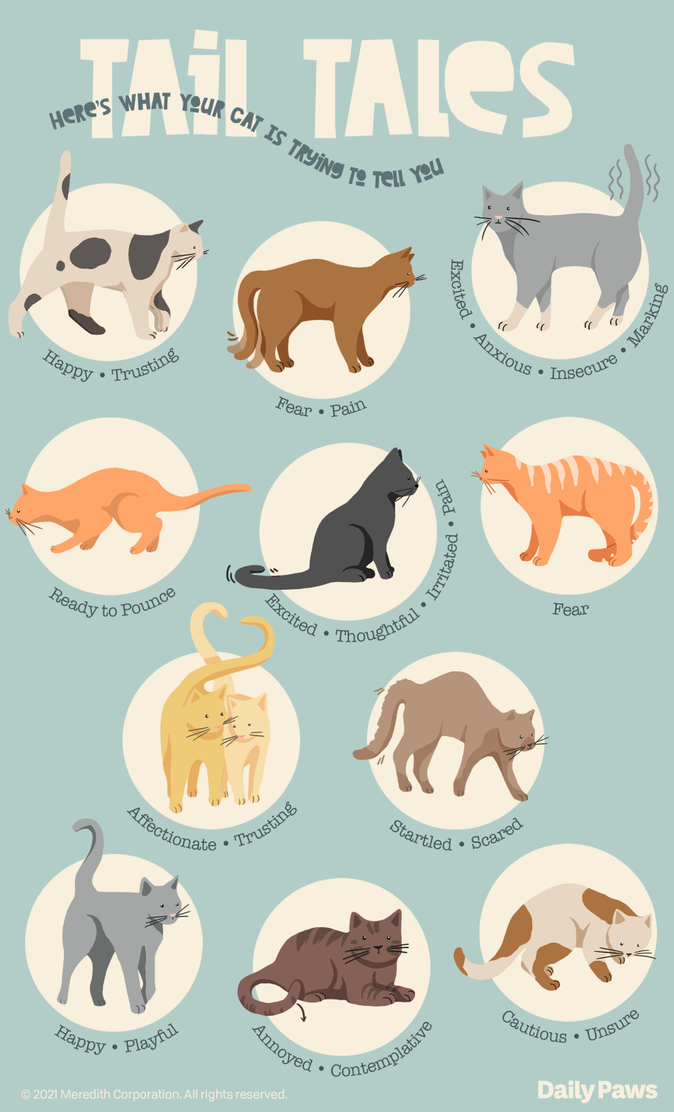 cat tail language examples in an infographic