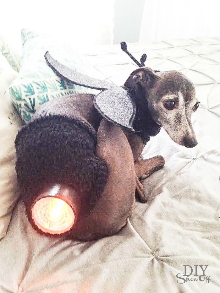 Lightning Bug Dog Costume