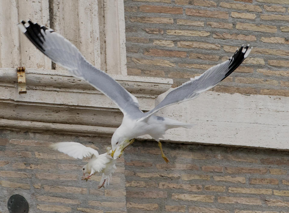 A dove which was freed by children flanked by Pope Francis during the Angelus prayer, is attacked by a seagull in St. Peter's Square, at the Vatican, Sunday, Jan. 26, 2014. Symbols of peace have come under attack at the Vatican. Two white doves were sent fluttering into the air as a peace gesture by Italian children flanking Pope Francis Sunday at an open studio window of the Apostolic Palace, as tens of thousands of people watched in St. Peter's Square below. After the pope and the two children left the windows, a seagull and a big black crow quickly swept down, attacking the doves, including one which had briefly perched on a windowsill on a lower floor. One dove lost some feathers as it broke free of the gull, while the crow pecked repeatedly at the other dove. The doves' fate was not immediately known. While speaking at the window, Francis appealed for peace to prevail in Ukraine. (AP Photo/Gregorio Borgia)