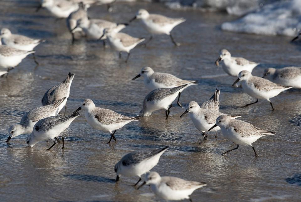 Shorebirds gather on the beach in Loch Arbour in 2021. In large amounts, wildlife droppings can contribute to water pollution.