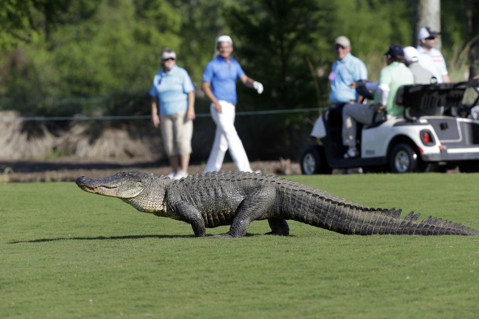 An alligator crosses through the course during the first round of the PGA Zurich Classic golf tournament at TPC Louisiana in Avondale, La., Thursday, April 25, 2013. (AP Photo/Gerald Herbert)