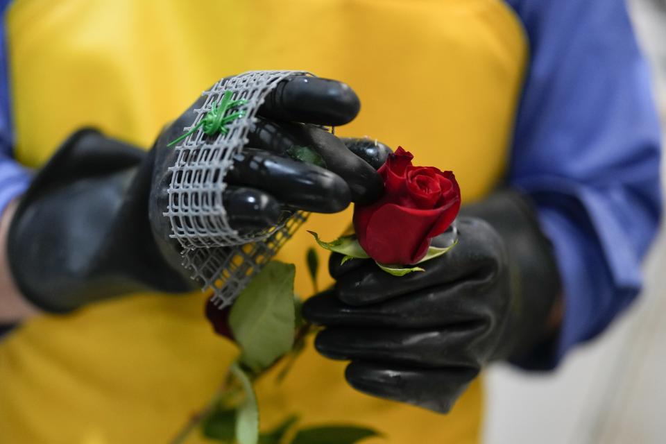 Un trabajador empaca una rosa para enviarla a Estados Unidos antes del Día de San Valentín, el feriado más importante del año para las ventas de flores recién cortadas, en la compañía de flores Mongibello en Chía, al norte de Bogotá, Colombia, el miércoles 31 de enero de 2024. (AP Foto/Fernando Vergara)