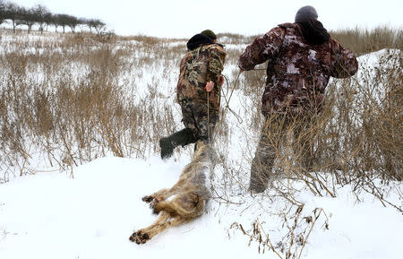 Vladimir Krivenchik (L) and Nikolay Skidan, hunters, drag a dead wolf which they caught in a trap near the village of Khrapkovo, Belarus February 1, 2017. REUTERS/Vasily Fedosenko