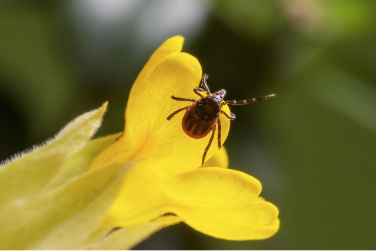 Need help identifying a tick you found? There's an app for that