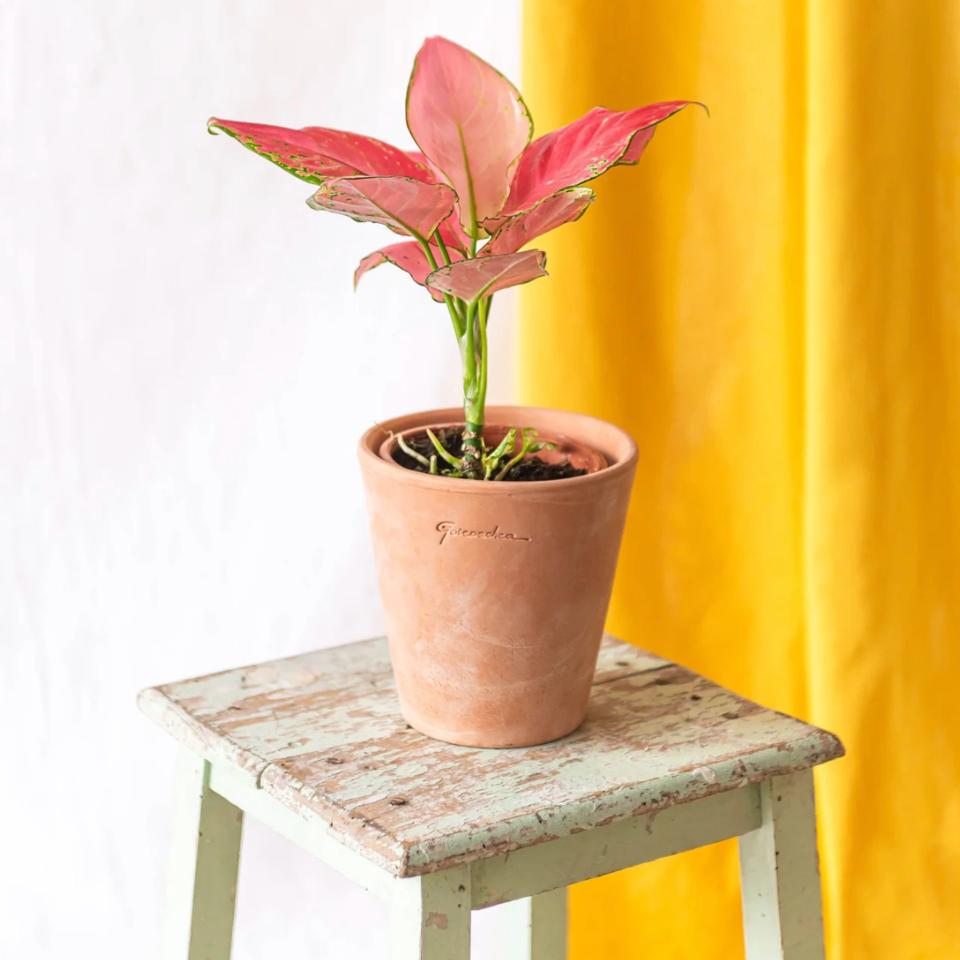 La Aglaonema pink