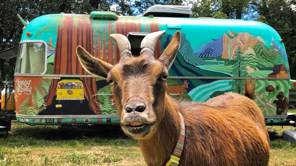 Pet goat Frankie spends several months of the year traveling around the US in and Airstream with her owners Cate and Chad Battles. - Cate Battles/Argosy Odyssey