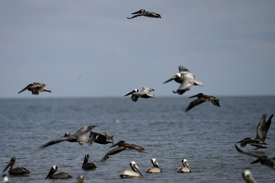 Brown pelicans fly along the shore of Raccoon Island, a Gulf of Mexico barrier island that is a nesting ground for brown pelicans, terns, seagulls and other birds, in Chauvin, La., Tuesday, May 17, 2022. (AP Photo/Gerald Herbert)