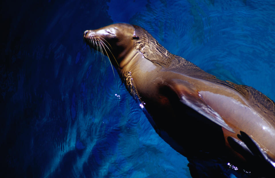 Isla San Salvador, Galapagos, Ecuador, South America