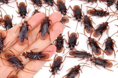 roaches