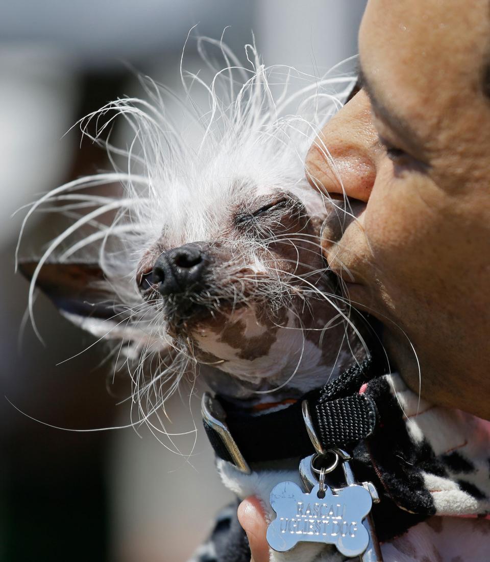 <p>Dane Andrew of Sunnyvale, Calif., kisses his dog, Rascal, a Chinese crested, before the start of the World’s Ugliest Dog Contest at the Sonoma-Marin Fair Friday, June 23, 2017, in Petaluma, Calif. (Photo: Eric Risberg/AP) </p>