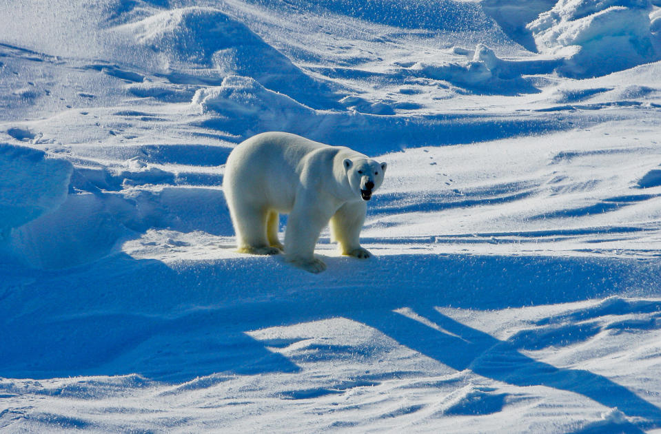 FILE - This March 25, 2009, file photo provided by the U.S. Geological Survey shows a polar bear in the Beaufort Sea region of Alaska. On Dec. 28, 1973, President Richard Nixon signed the Endangered Species Act. The powerful law charged the federal government with saving every endangered plant and animal in America. (Mike Lockhart/U.S. Geological Survey via AP, File)