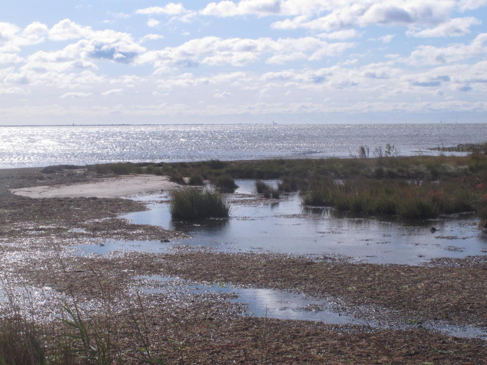 This Oct. 17, 2019 photo shows the shoreline of Barnegat Bay in Waretown, N.J., near where the former Oyster Creek nuclear power plant used to operate. Scientists say the shutdown of the power plant in Sept. 2018 is having an unintended consequence in the bay: an increase in populations of stinging jellyfish that had been killed after being sucked into the heated water coursing through the power plant while it operated. (AP Photo/Wayne Parry)