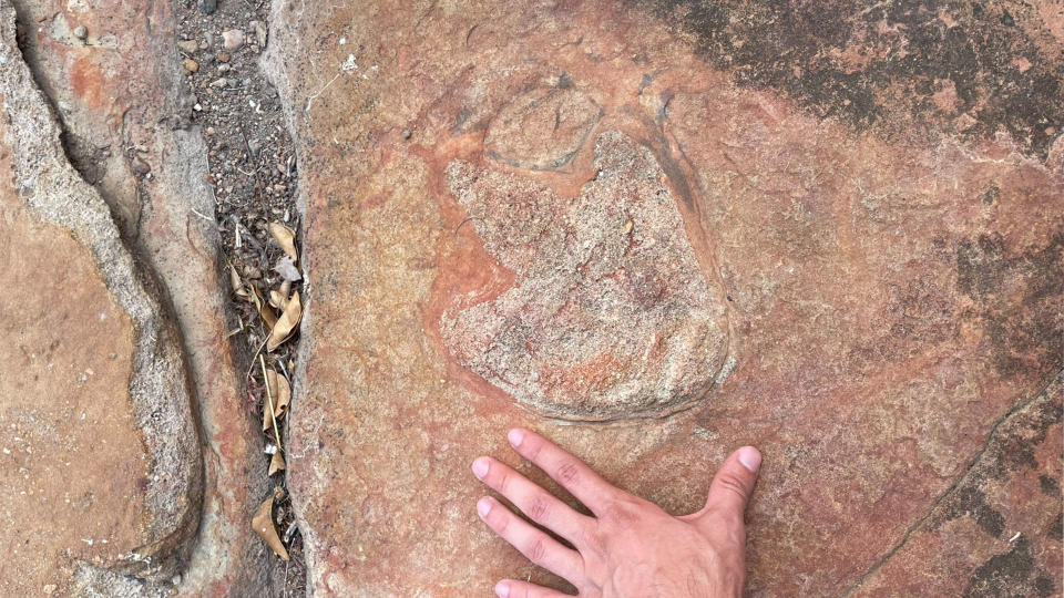 Dinosaur footprints from various beasts.