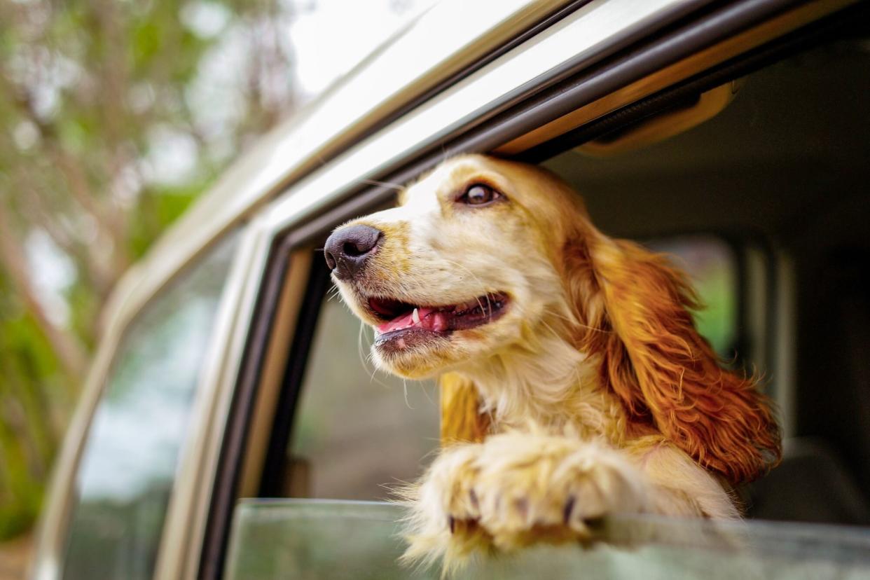 Happy dog looking outside car window. (Getty Images)
