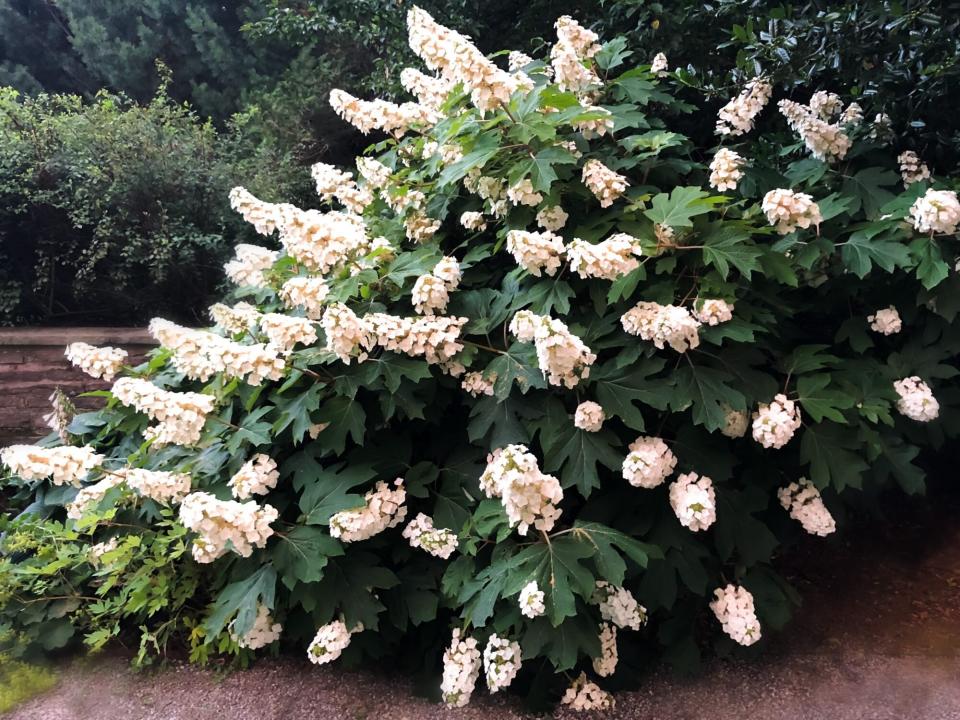 blossoming oak leaf hydrangea