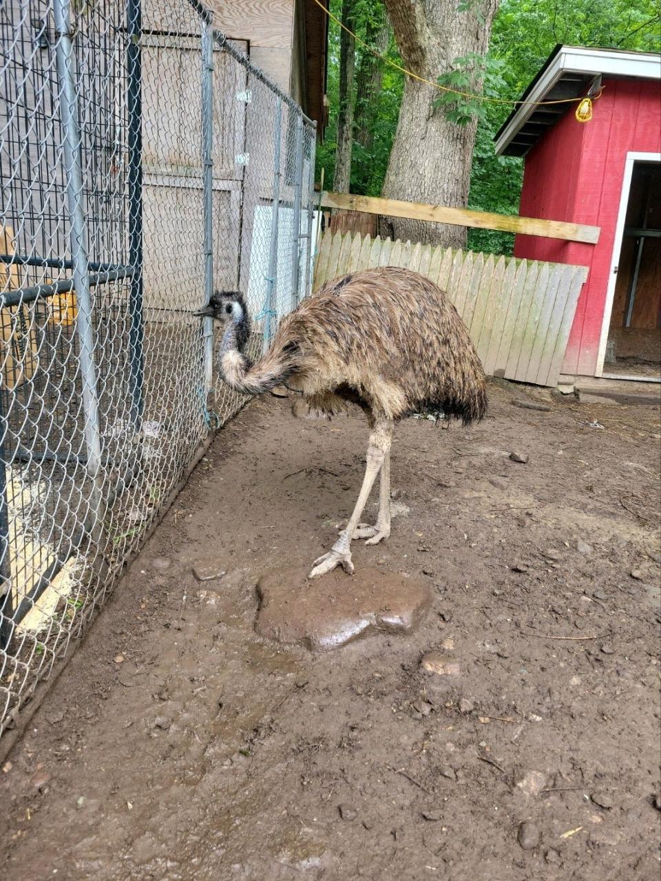 Vance the emu is back in his pen in West Milford. He escaped and was on the loose for about a week.