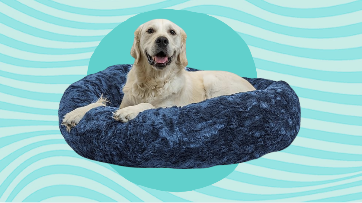 I test home products for a living, I recommend this dog bed to every pet parent