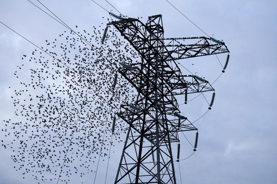 <p>Melton Mowbray, Leicestershire, UK. 7th March 2021. A murmuration of Starlings at dusk in Melton Mowbray in Leicestershire.</p>
