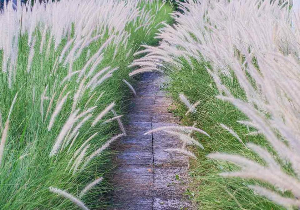 Un jardin de graminées beau toute l'année