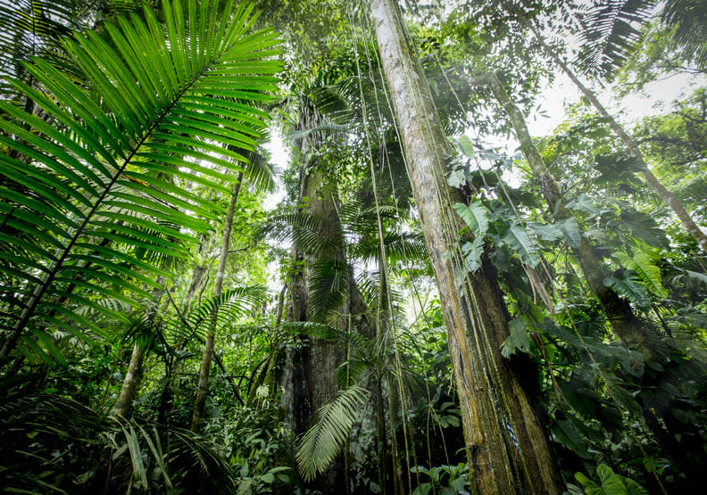 位於哥斯大黎加的熱帶雨林。BBC Earth