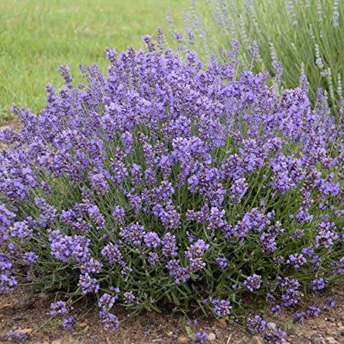 3 Live Lavandula angustifolia 'Munstead' Starter Lavender Perennial Plants. Super Healthy. Ready to Plant.