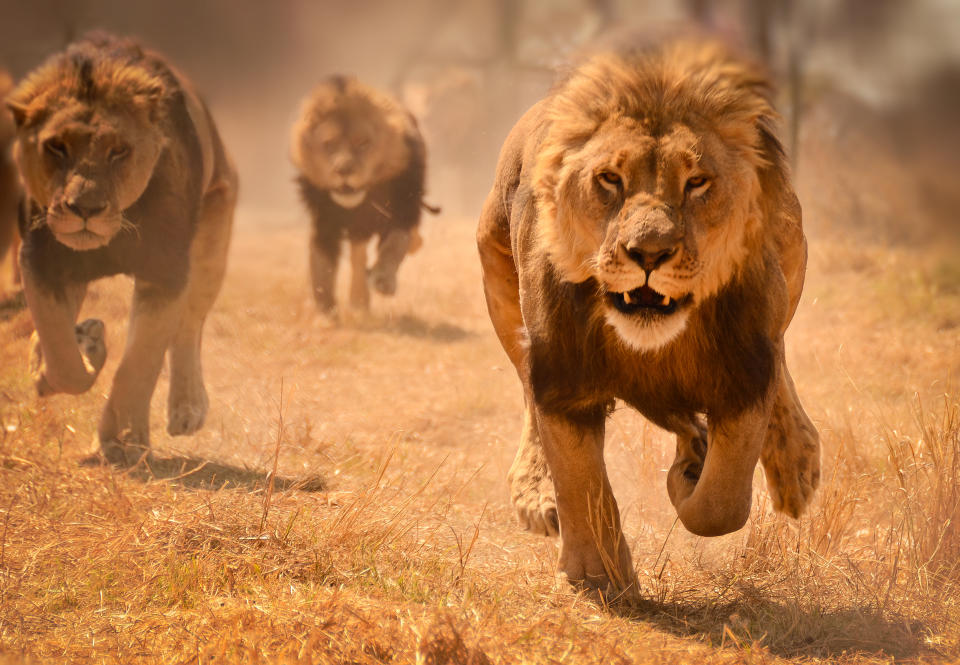 Three lions running, Zimbabwe