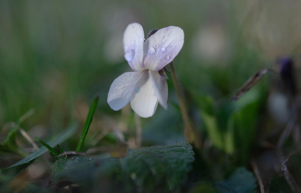 In Barnstable, a violet turns its face toward the morning sun on the first full day of spring. The vernal equinox arrived at 11:06 p.m. on March 19, a day earlier than normal because 2024 is a leap year.
