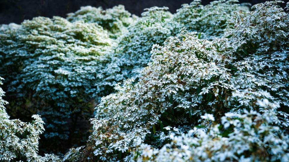 ▲聖誕節前夕正是白雪木盛開的花季，如積雪般的白色花海點綴著六龜寶來竹林休閒農業園區山野間。(記者王苡蘋翻攝)