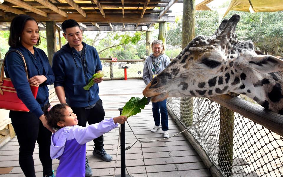 In a photo frrom 2022. Sanaya Gusuwin, 4, feeds Rafiki, the best known resident at the Brevard Zoo in Viera. Behind her is Valiah Bryant and Penek Gusuwin. The well loved Rafiki has sadly died at age 25.