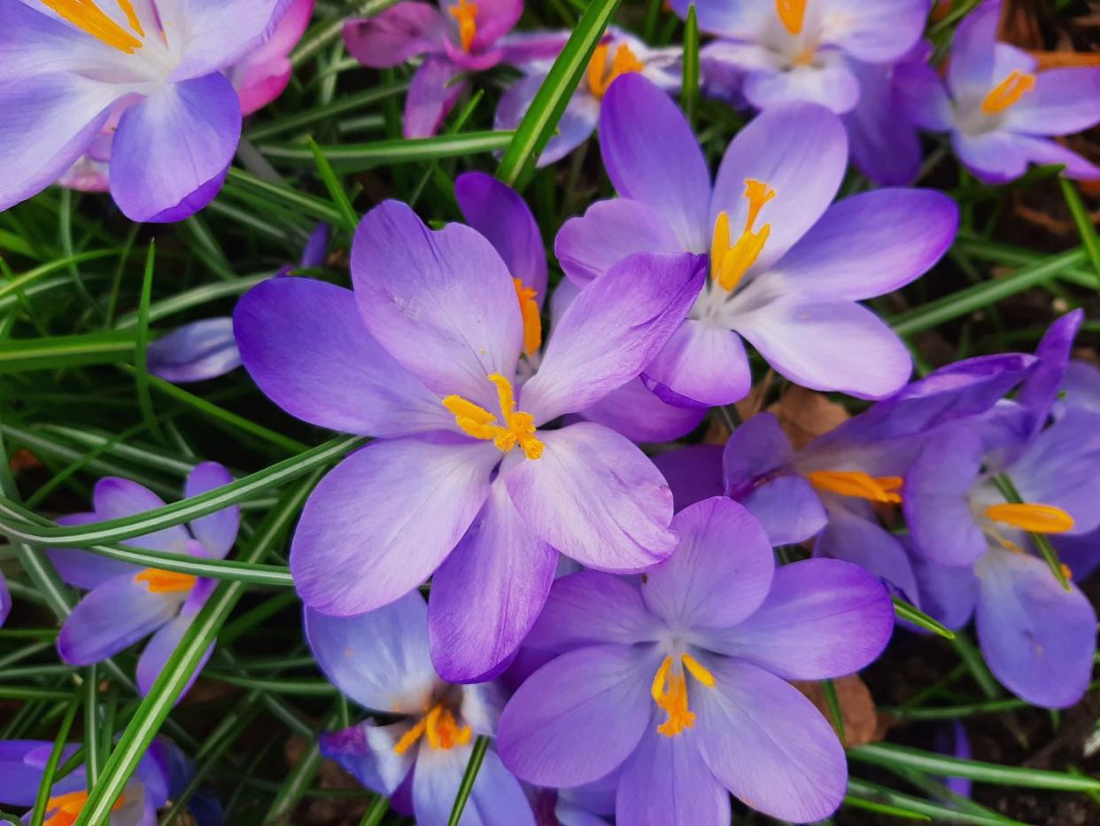 close up of purple crocus flowers,united kingdom,uk