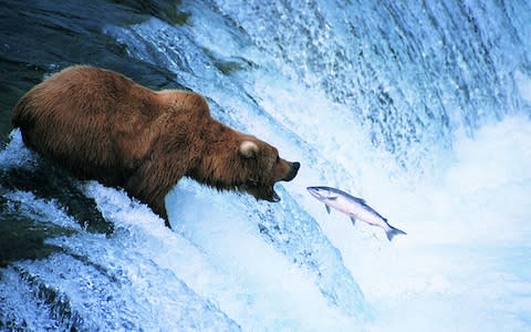 Bears salmon Canada - Credit: This content is subject to copyright./Ron Crabtree