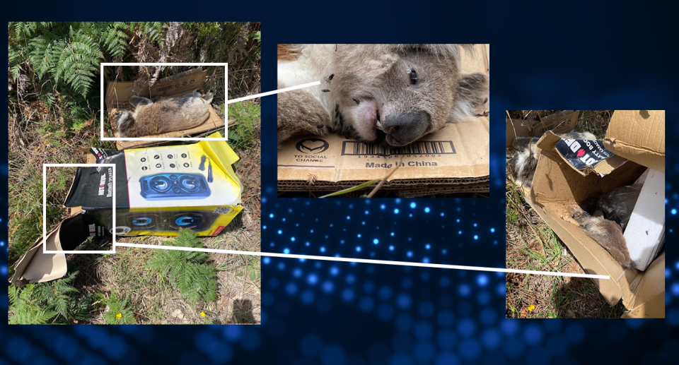 Three images showing the koalas found on Thursday.