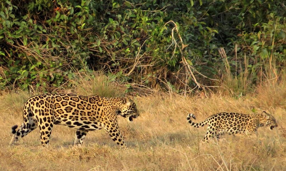 <span>Photograph: Jorge Barragan/Panthera.org/AFP/Getty Images</span>