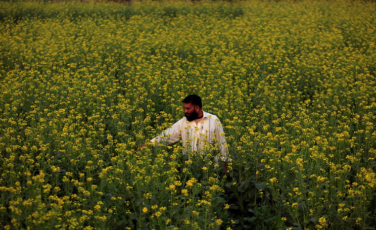 Ein Bauer überprüft in Pakistan das Wachstum seiner Rapspflanzen. (Foto: Fayaz Aziz/Reuters)