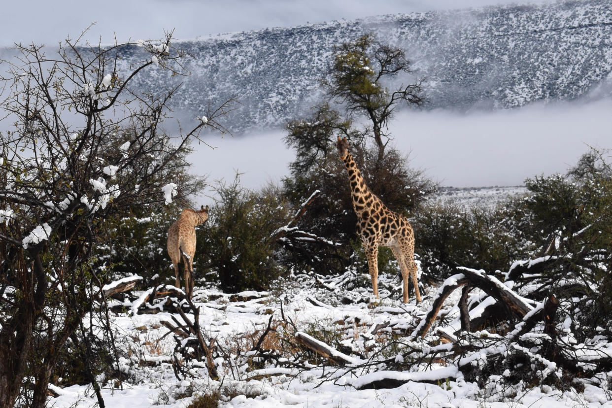 <em>Snowy savannah – these animals in South Africa aren’t often pictures in snowy surroundings (Picture: Kitty Viljoen/Caters News)</em>