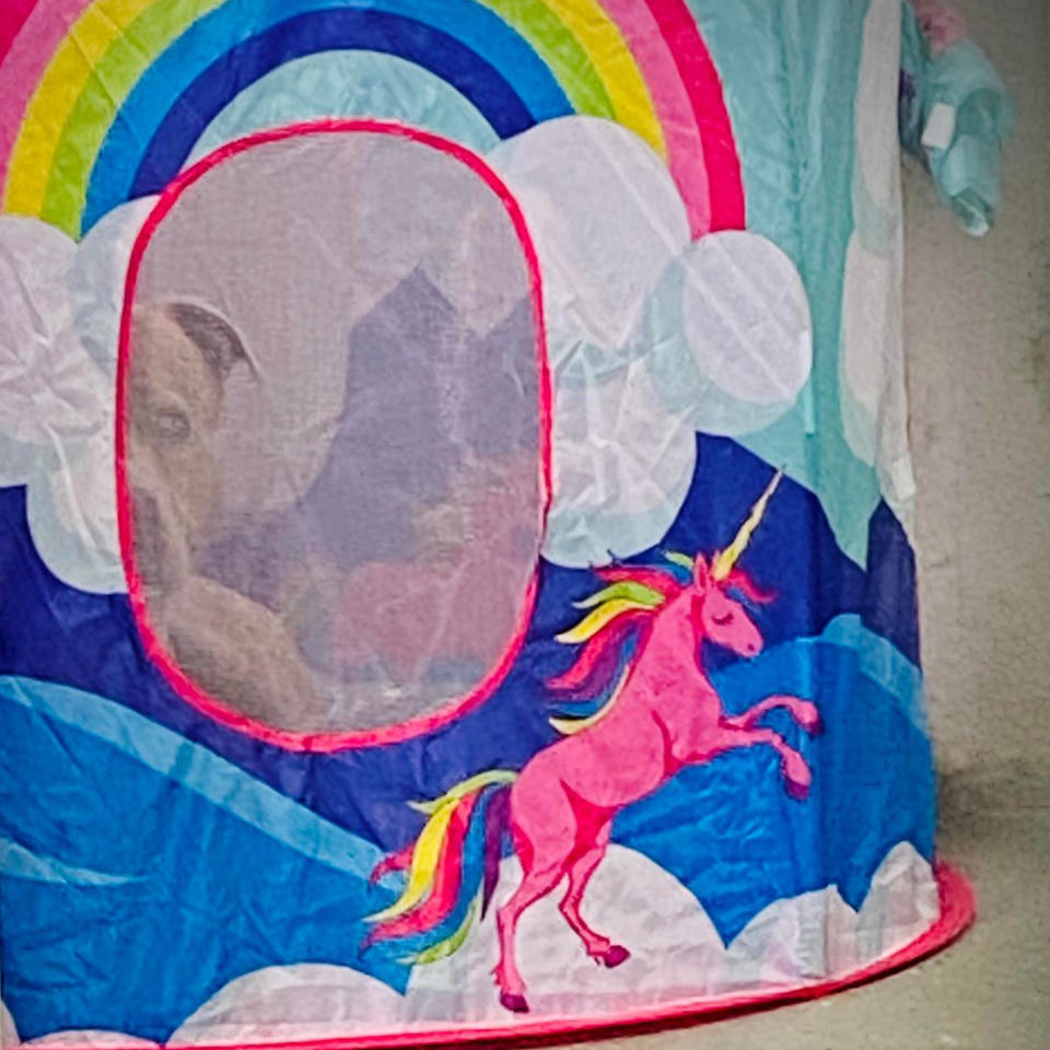 Starsky peers out of his unicorn tent. Volunteer Megan Synk bought it for him after getting the idea from a Fear Free certification course about decreasing stress for shelter dogs. (Courtesy of I Heart Dogs Rescue and Animal Haven)