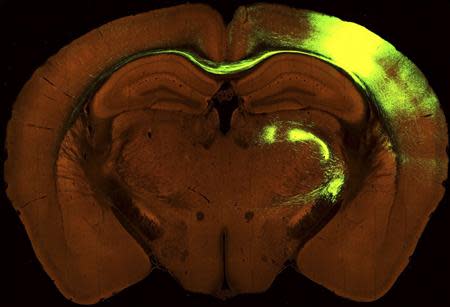 A cross-sectional view of a mouse brain is pictured in this undated handout image, showing axons (in green) connecting the mouse brain’s somatosensory cortex (top right bright spot) -- which translates sensory information for the brain -- to target regions throughout the brain. Scientists on April 2, 2014 unveiled the mouse connectome – a map showing the connections that neurons make through the mouse brain as they process information. REUTERS/Allen Institute for Brain Science/Handout via Reuters