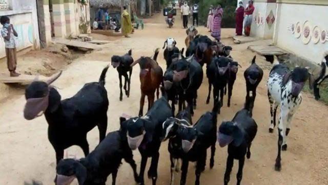 印度一名羊隻養殖戶，擔心自家羊群染上新冠肺炎，將自己的20多隻羊全戴上口罩。（圖／翻攝自ANI）
