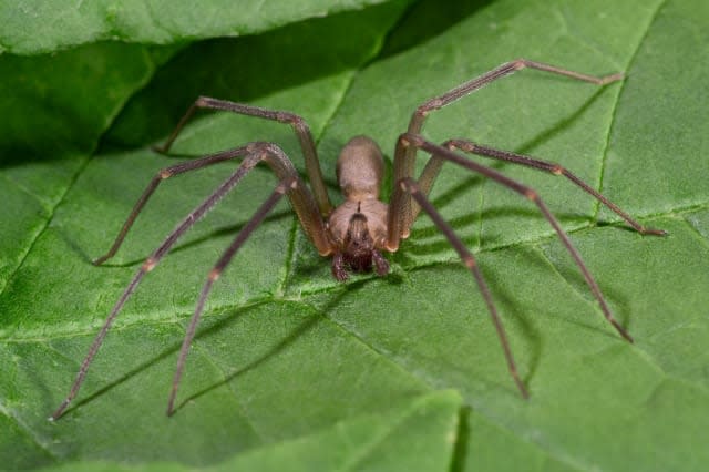 Brown Recluse Spider or Fiddleback Spider Loxosceles reclusa