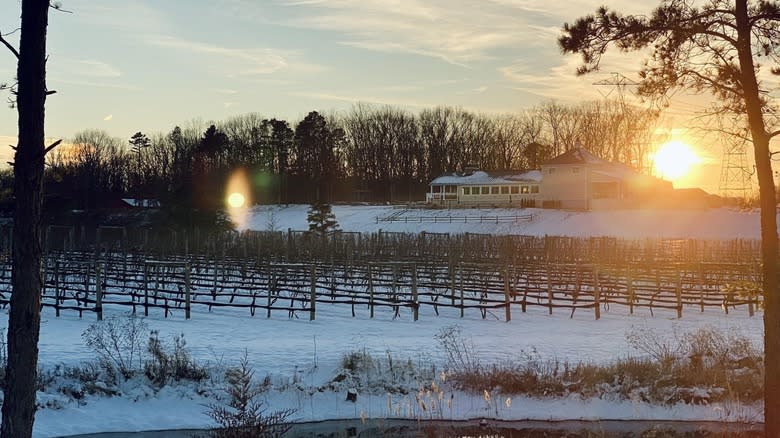 vineyard in the snow